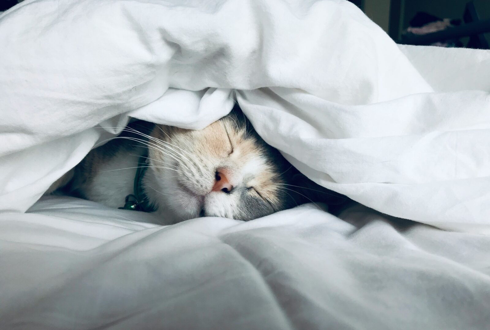 Black Friday Bed Frame Sale - Premium Sleep Starts Here 2 kate stone matheson uy5t CJuIK4 unsplash